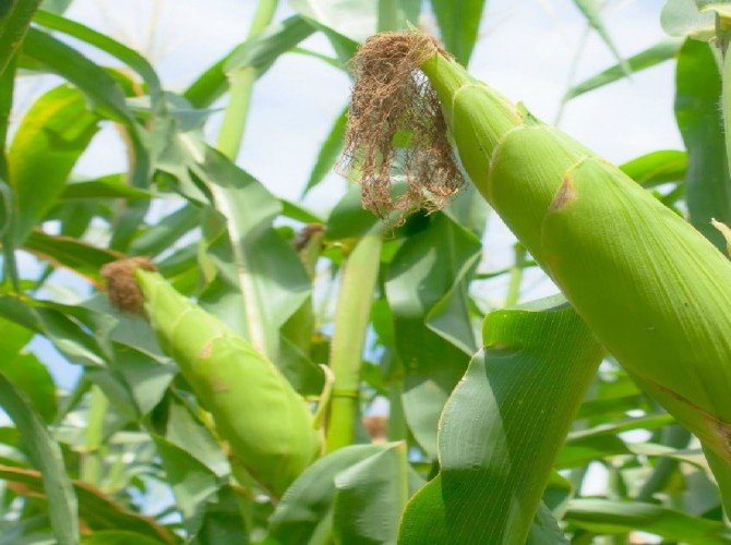 20150428-baby-corn-shutterstock-5