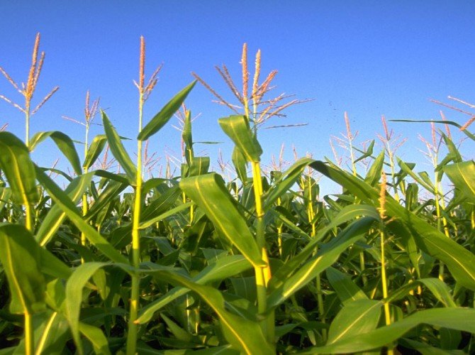 FEMA_-_2086_-_Photograph_by_Andrea_Booher_taken_on_07-09-1993_in_Missouri