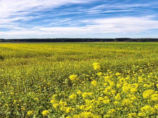 Rapeseed Fields