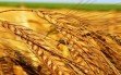 field_ears_agriculture_crop_grain_800x600_hd-wallpaper-41196