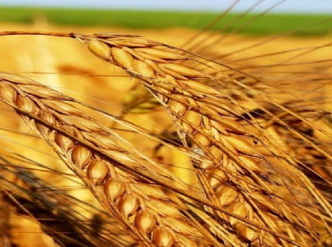 field_ears_agriculture_crop_grain_800x600_hd-wallpaper-41196