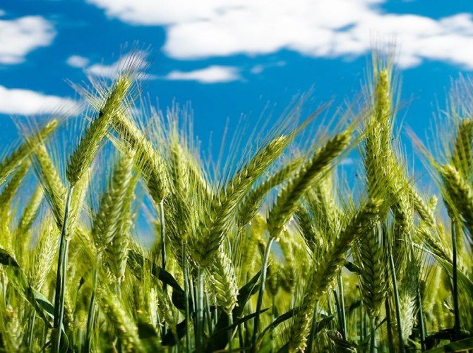 green_wheat_crops